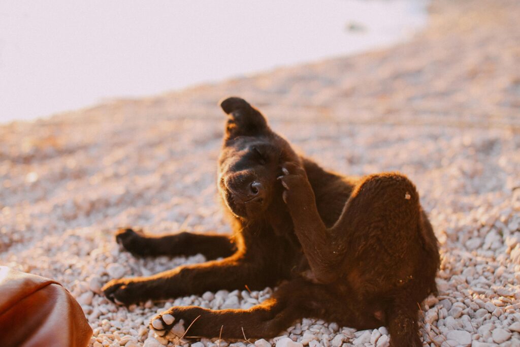 A Brown Dog Scratching its Head