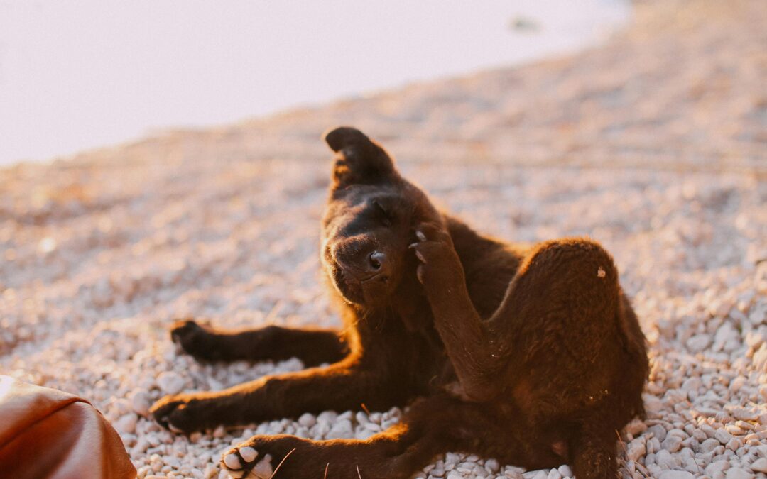 Itchy Dog? Common Causes of Skin Problems and How You Can Help