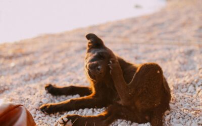 Itchy Dog? Common Causes of Skin Problems and How You Can Help