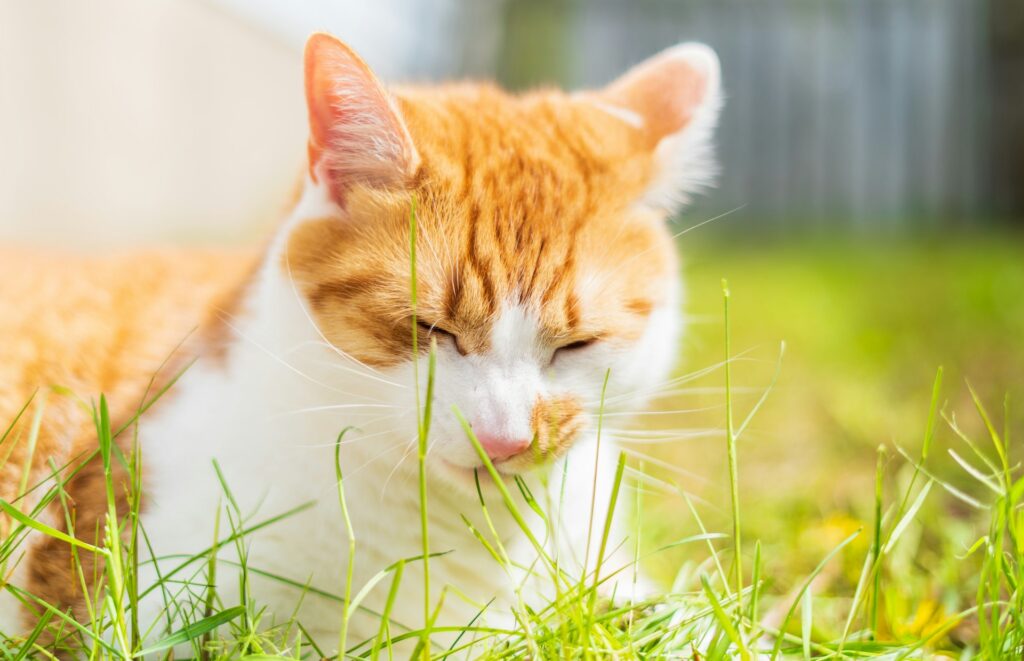 Cat chewing grass outdoors to aid digestion and remove hairballs.