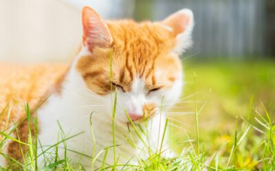 Why Your Cat Eats Grass