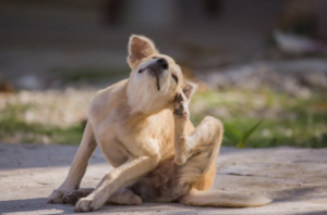 Puppy scratching its head due to skin irritation