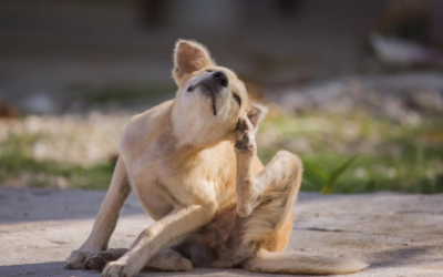 Learn to Protect Pet Skin Barrier – Healthy Skin Means Happy Pets